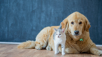 Assurance chien/chat de l'agence  Allianz ST CHAMOND - Herve SAUTEL